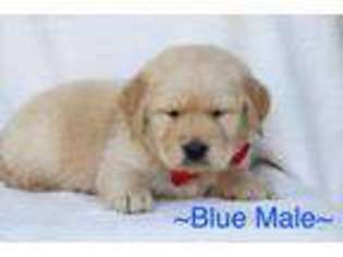 Mutt Puppy for sale in Thurmont, MD, USA