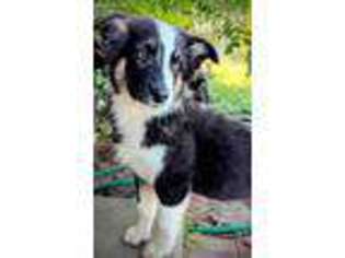 Australian Shepherd Puppy for sale in Hobbs, NM, USA