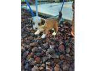 Tibetan Terrier Puppy for sale in Buffalo, MO, USA