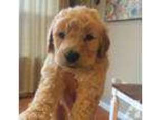 Goldendoodle Puppy for sale in WASHINGTON, GA, USA