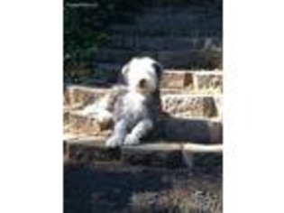 Old English Sheepdog Puppy for sale in Puyallup, WA, USA