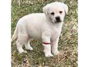 Labrador Retriever Puppy for sale in Jamestown, OH, USA