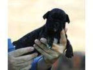 Mutt Puppy for sale in Pell City, AL, USA