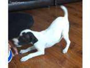 Jack Russell Terrier Puppy for sale in Yorkville, IL, USA