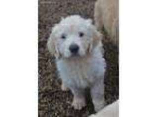 Labradoodle Puppy for sale in Oxford, WI, USA