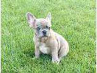 French Bulldog Puppy for sale in Newman, CA, USA
