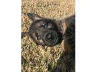 German Shepherd Dog Puppy for sale in Scroggins, TX, USA