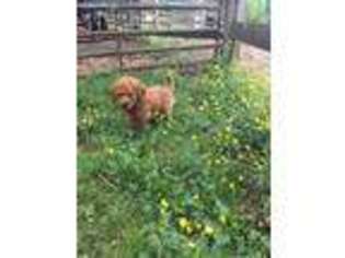 Mutt Puppy for sale in Lewisburg, KY, USA
