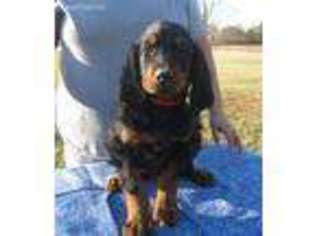 Mutt Puppy for sale in Hardinsburg, KY, USA