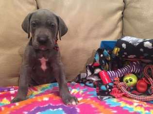 Great Dane Puppy for sale in Whitehouse, TX, USA