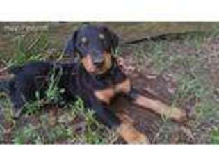 Doberman Pinscher Puppy for sale in Eatonton, GA, USA