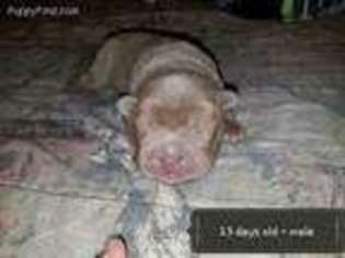 Mutt Puppy for sale in Springfield, AR, USA