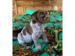 German Shorthaired Pointer Puppy for sale in Yucca Valley, CA, USA