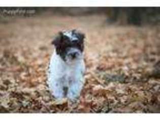 Mutt Puppy for sale in Wellsville, UT, USA