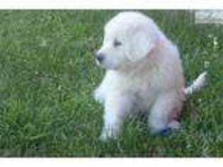 Great Pyrenees Puppy for sale in Lewiston, ID, USA