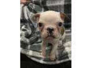 Boston Terrier Puppy for sale in Lansing, MI, USA
