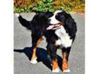 Bernese Mountain Dog Puppy for sale in Merlin, OR, USA