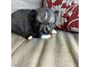 Mutt Puppy for sale in Doon, IA, USA