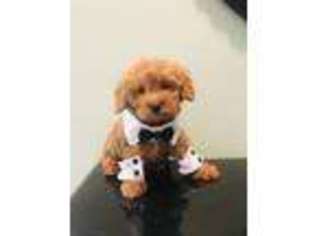 Goldendoodle Puppy for sale in Jupiter, FL, USA