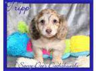 Dachshund Puppy for sale in Searcy, AR, USA