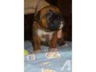 Boxer Puppy for sale in ANNANDALE, MN, USA