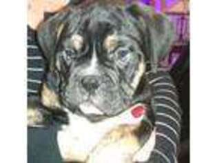 Olde English Bulldogge Puppy for sale in Stewartville, MN, USA