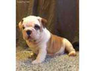 Bulldog Puppy for sale in Griggsville, IL, USA