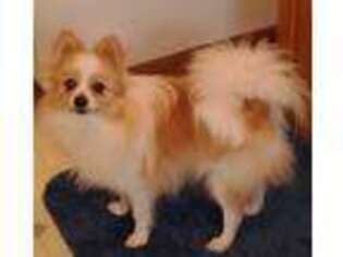 Pomeranian Puppy for sale in Berkeley Springs, WV, USA