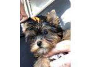 Yorkshire Terrier Puppy for sale in Burns Flat, OK, USA