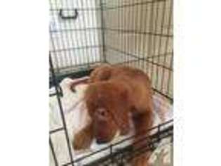 Labrador Retriever Puppy for sale in ODENTON, MD, USA