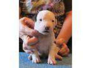 American Staffordshire Terrier Puppy for sale in Ruther Glen, VA, USA