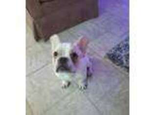 French Bulldog Puppy for sale in Bound Brook, NJ, USA