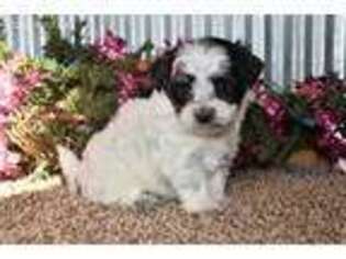 Havanese Puppy for sale in Boyden, IA, USA