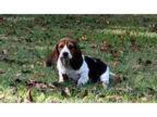 Basset Hound Puppy for sale in Fayette, AL, USA