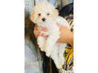 Mutt Puppy for sale in Eloy, AZ, USA