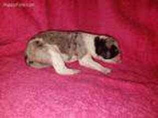 Mutt Puppy for sale in Talent, OR, USA