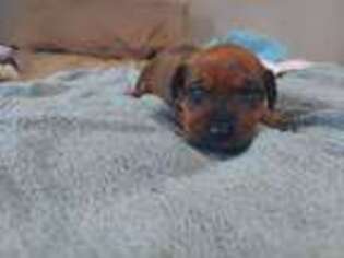 Rhodesian Ridgeback Puppy for sale in Marble, NC, USA