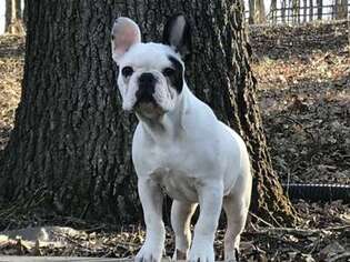 French Bulldog Puppy for sale in Washington, MO, USA