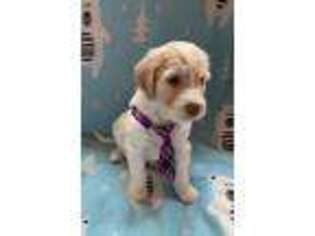 Goldendoodle Puppy for sale in Burnet, TX, USA