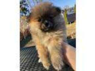 Pomeranian Puppy for sale in Mount Clemens, MI, USA