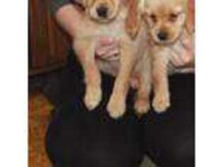 Mutt Puppy for sale in Minneapolis, MN, USA