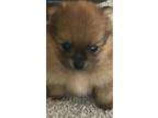 Pomeranian Puppy for sale in Mayslick, KY, USA