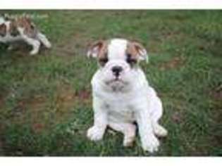 Bulldog Puppy for sale in Brookfield, WI, USA