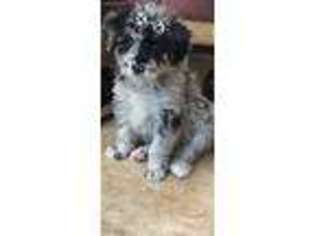 Mutt Puppy for sale in Kingston, TN, USA