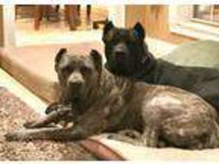 Cane Corso Puppy for sale in Henderson, TX, USA