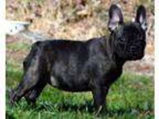 French Bulldog Puppy for sale in Pomfret, MD, USA