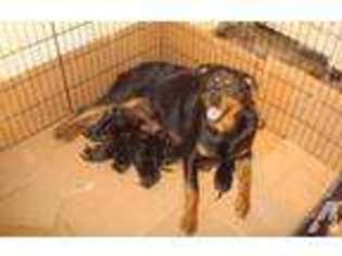 Rottweiler Puppy for sale in ROCHESTER, NY, USA