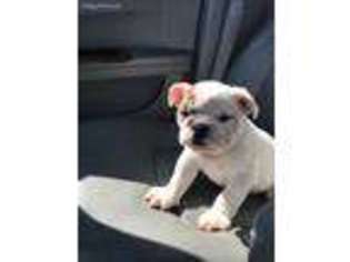 Bulldog Puppy for sale in Humble, TX, USA