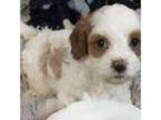 Cavapoo Puppy for sale in Walworth, NY, USA