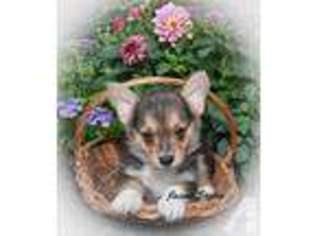 Pembroke Welsh Corgi Puppy for sale in CANTON, OH, USA
